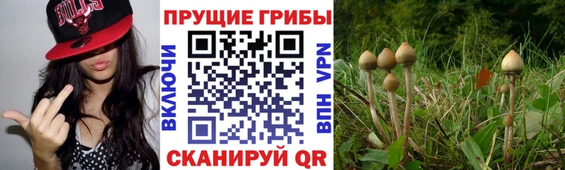 закладка  МЕГА как войти  Псилоцибиновые грибы MAGIC MUSHROOMS  Высоцк 